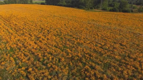 Widok Lotu Ptaka Łąki Czarnookimi Kwiatami Susan — Wideo stockowe