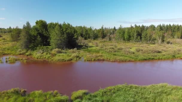 Widok Lotu Ptaka Zielone Bagna Latem Tereny Podmokłe Drzewami Krzewami — Wideo stockowe