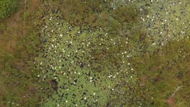 Yeşil bir bataklıkta beyaz nilüferler, kuş manzaralı. Yazın Michigan sulak alanları.