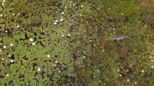 Lirios Agua Blanca Pantano Verde Vista Pájaro Humedales Michigan Verano — Vídeo de stock