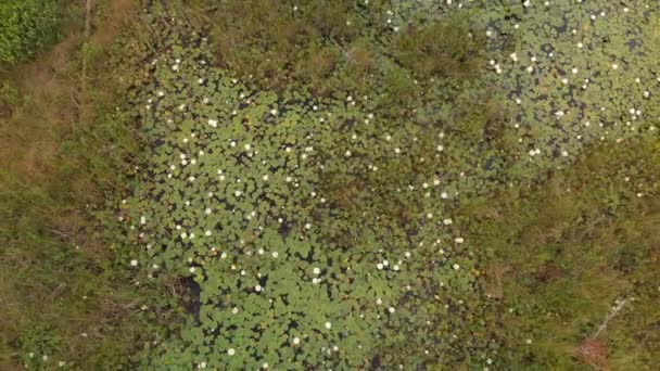 White Water Lilies Green Marsh Bird View Michigan Wetlands Summer — Stock Video