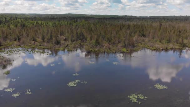 Vista Aerea Bellissime Zone Umide Con Lago Foresta Paesaggio Estivo — Video Stock