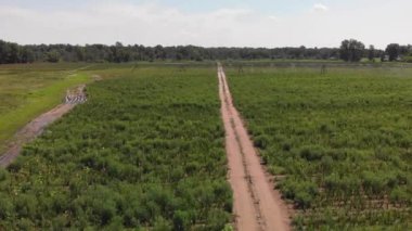 Gladiolus çiçekleri ve tarımsal fıskiyeli bir tarla manzarası.