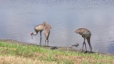 Sandhill Turnaları Florida 'da göl kenarında yavrularını besler..