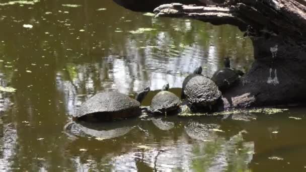 Χελώνες Λιάζονται Στο Βάλτο Της Φλόριντα Πανίδα Της Φλόριντα — Αρχείο Βίντεο
