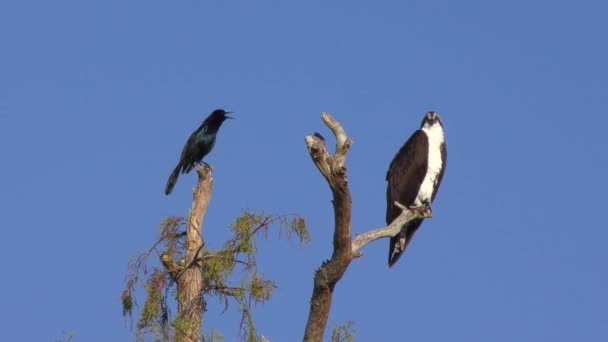 Boat Tailed Grackle Osprey Tree — Stock video