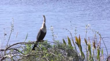 Florida 'da göl kenarında bir dişi.