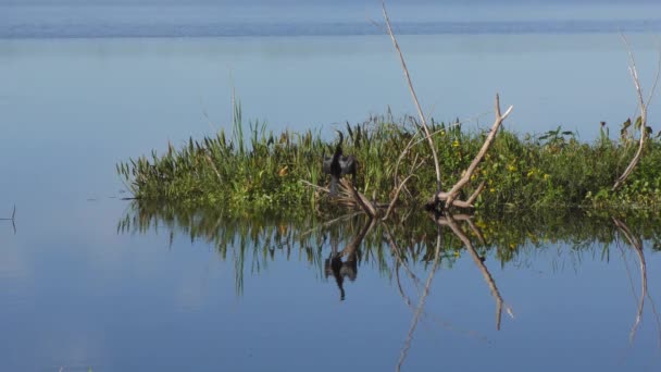 Anhinga Pássaro Zonas Húmidas Flórida — Vídeo de Stock