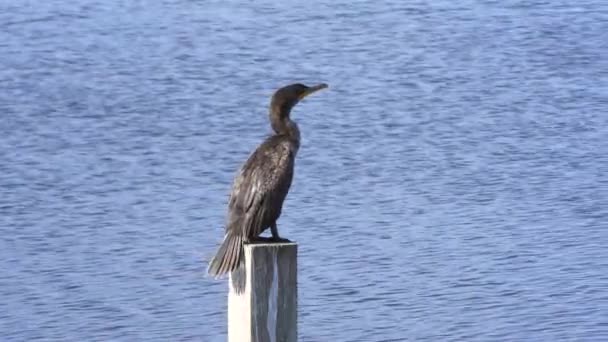 Double Crested Cormorant Florida Wetlands — Stock video