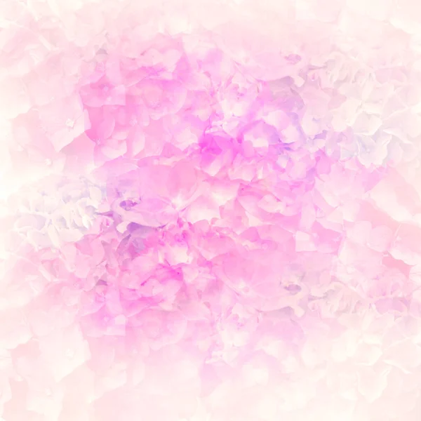 Abstract Colorful Hydrangea Flowers Background Soft Focus Close Shot — Stock Photo, Image