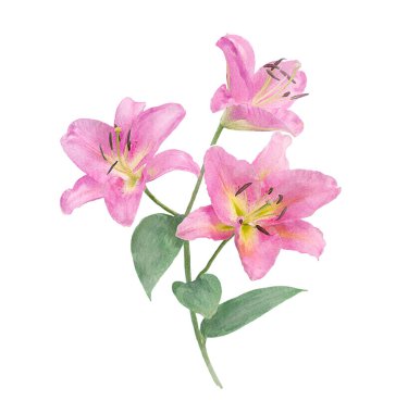 Lily Flowers suluboya çizimi beyaz arkaplanda izole edilmiş
