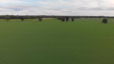 Gün batımında kırsal alanda yeşil yemyeşil tarlaların havadan görünüşü. Yaz manzarası.