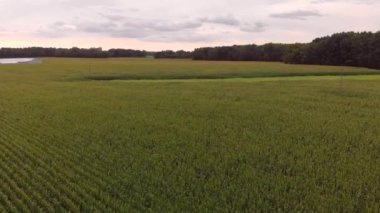 Gün batımında kırsal bir yerdeki mısır tarlalarının havadan görüntüsü. Yaz kır manzarası.
