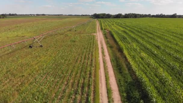 Farmářská Pole Sladkou Kukuřicí Květy Letecký Pohled — Stock video