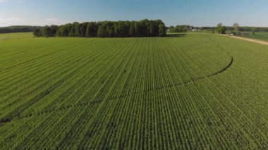Güzel mısır tarlası, hava manzarası. Yaz kır manzarası.