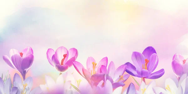 Květinové Pozadí Crocus Jarní Květiny — Stock fotografie