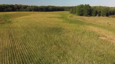 Mısır tarlalarının ve ağaçların havadan görünüşü. Yaz kır manzarası.