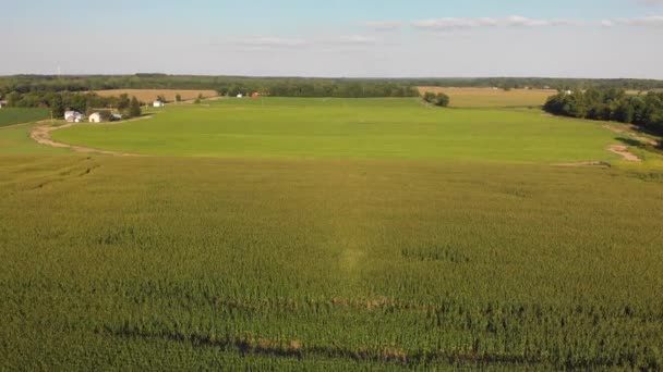 Vista Aerea Bellissimi Campi Agricoli Paesaggio Estivo — Video Stock