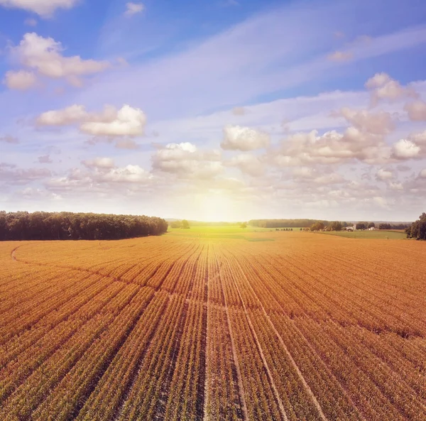 Goldenes Maisfeld Spätsommer Anbaulandschaft Aus Der Luft Bei Sonnenuntergang — Stockfoto