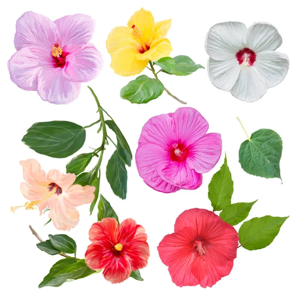 Digital Painting Hibiscus Flowers Isolated White Background — Stock Photo, Image
