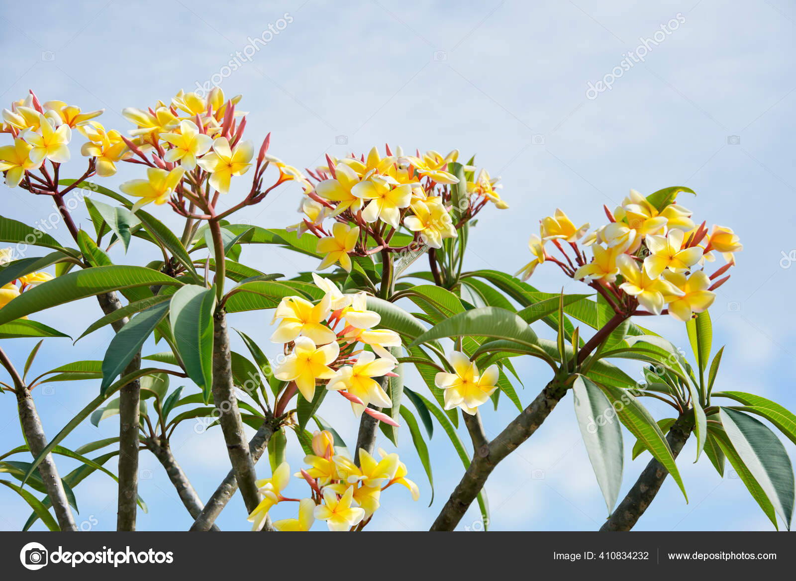 青い空に向かって木の上のプルメリアの花 ストック写真 C Svetas