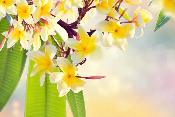 Flores Amarillas Plumeria Una Rama Hermoso Fondo Floral —  Fotos de Stock