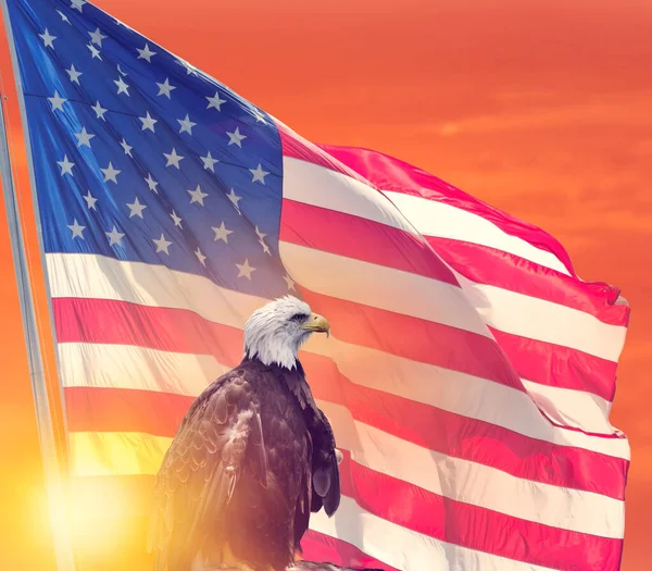 Amerikanische Flagge Und Weißkopfseeadler Gegen Sonnenuntergang — Stockfoto