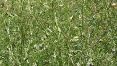 Bir çayırda çiftleşen Aşk Böcekleri (Plecia yakını) çifti.