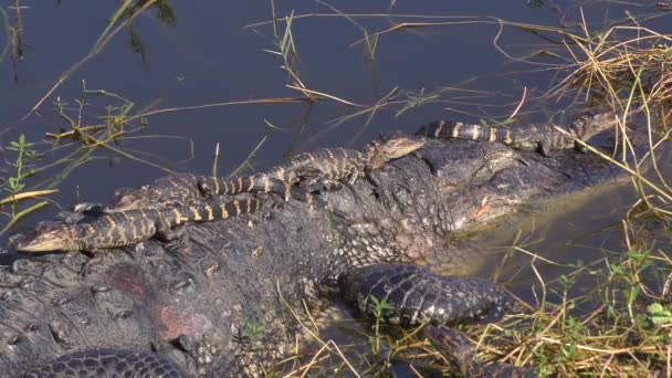 Mother Alligator Babies Her Back Head Florida Wildlife — Stock Video