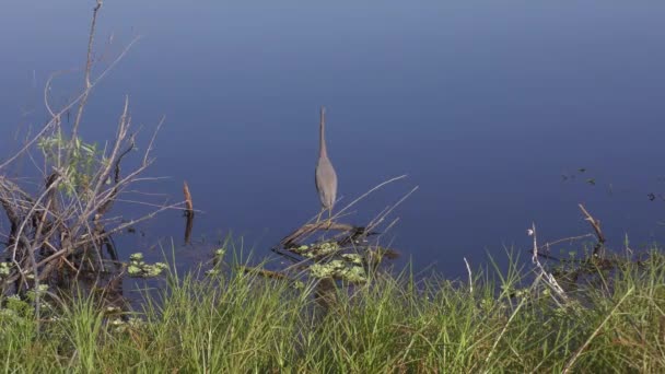 Κόλλησε Τον Ήρωνα Ψαρεύοντας Μια Λίμνη Άγρια Πτηνά — Αρχείο Βίντεο