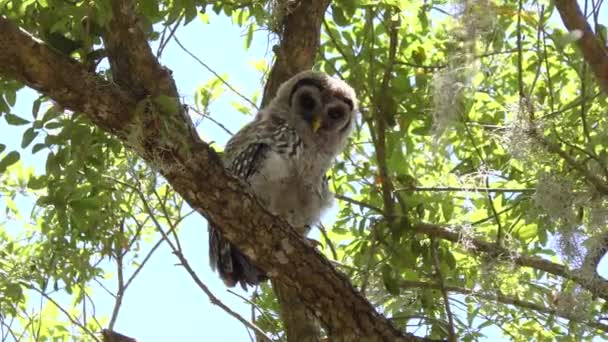 Joven Búho Barrado Mirando Alrededor Los Bosques Florida — Vídeos de Stock