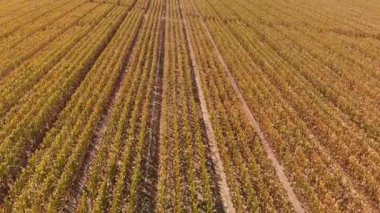 Yazın sonlarında mısır tarlası. Hava tarımı manzarası.