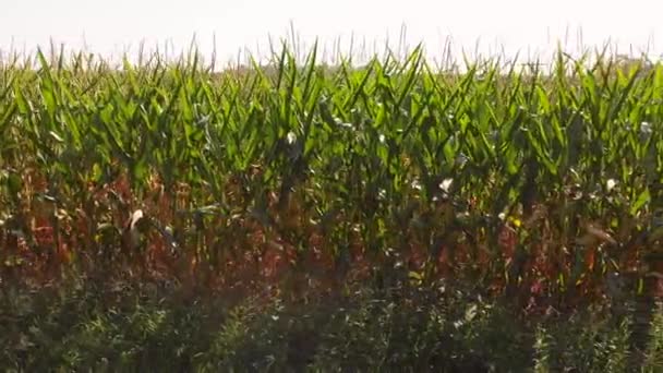 늦여름 무렵에는 맛있는 옥수수 — 비디오