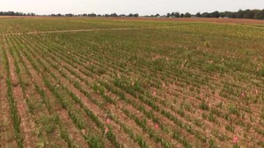 Kırmızı, sarı ve pembe gladiolus çiçekleriyle dolu bir tarla. Çiçek yetiştiriciliği. Hava manzarası.