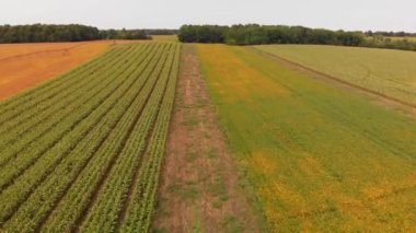 Renkli sonbahar tarlalarının havadan görünüşü. Tarım arazisi.