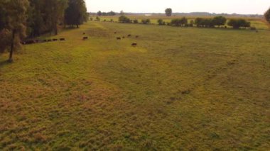 Kahverengi inek sürüsü tarlada. Summer kır manzarası. Hava görünümü.