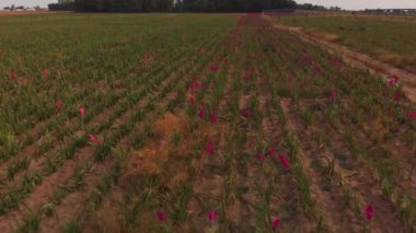 Gladiolus çiçekli çiçek çiftliğinin havadan manzarası.