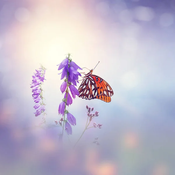 Gulf Fritillary Butterfliy Feeds Wildflowers Meadow — Stock Photo, Image