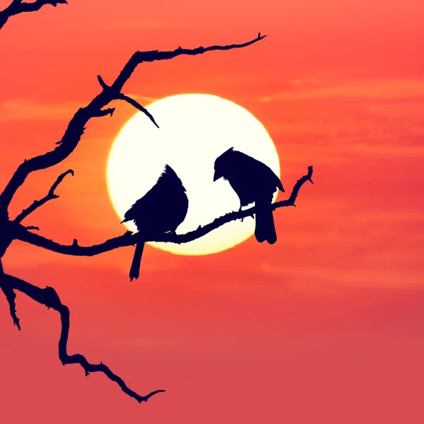 Tree Silhouette Two Birds Colorful Sunset — Stock Photo, Image