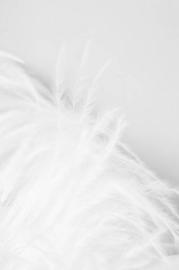 beyaz ve hassas devekuşu tüyü