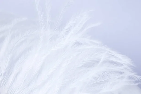 Penas Avestruz Branco Delicado — Fotografia de Stock