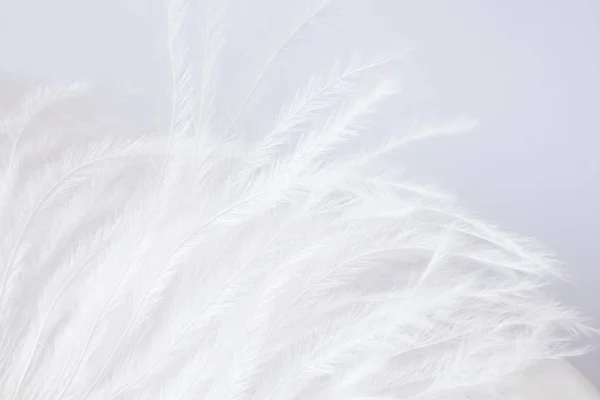 White Delicate Ostrich Feather — Stock Photo, Image