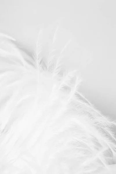 白色和精致的鸵鸟羽毛 — 图库照片