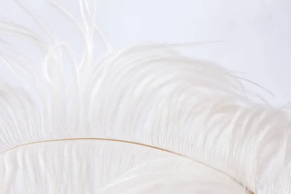 白と繊細なダチョウの羽 — ストック写真