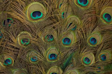 Tablo arka plan üzerinde tavus kuşu tüyü