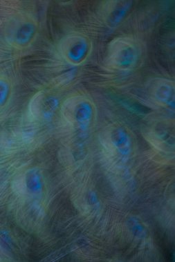 Tablo arka plan üzerinde tavus kuşu tüyü