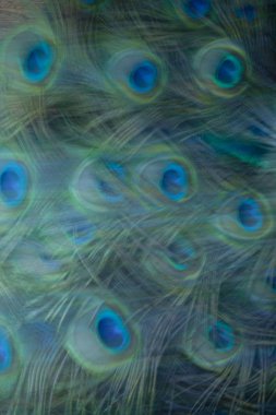 Tablo arka plan üzerinde tavus kuşu tüyü