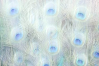 Tablo arka plan üzerinde tavus kuşu tüyü