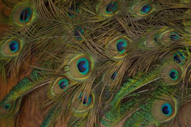 Tablo arka plan üzerinde tavus kuşu tüyü