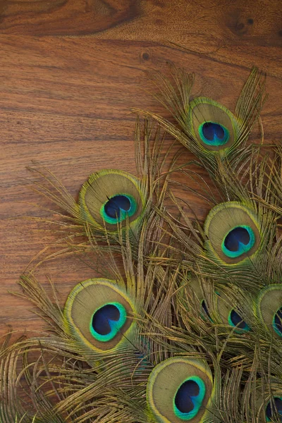 peacock feathers on a table background